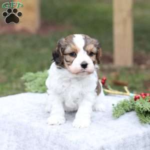 Blake, Cavachon Puppy
